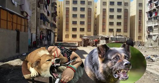 اشتباك بين "الطب البيطرى" و"الرفق بالحيوان".. الجمعيات: "بيطرى القاهرة والجيزة" رفضا تعقيم الكلاب الضالة على نفقتنا.. ومديرية الجيزة: طلبوا المشاركة فى مكافحة 500 كلب سنويا مقابل وقف حملاتنا والأعداد بالملايين