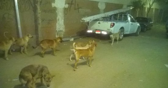 صور.. انتشار الكلاب الضالة فى شوارع أرض اللواء.. والأهالى يستغيثون 