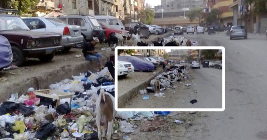 صور.. "اليوم السابع" يرصد ماعز وأغنام تتغذى على القمامة بالجيزة.. الأهالى يتخوفون من إصابتها بأمراض الخنازير.. ويؤكدون: تتسبب فى أزمة بالشوارع.. الطب البيطرى: تفقد قيمتها الغذائية.. والمحافظة: نقوم بمصادرتها
