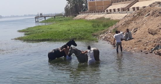 صور.. اضبط مخالفة.. المواطنون يلجأون لغسل الحيوانات فى نهر النيل بقنا