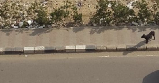 انتشار الكلاب الضالة فى شارع الخمسين بزهراء المعادى.. والأهالى يستغيثون بالحى