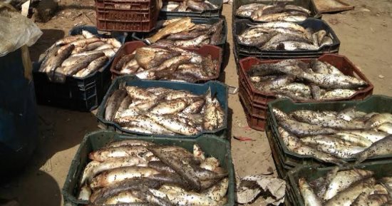 ضبط 6.5 طن فسيخ ورنجة فى حملة تموينية مكبرة بالبحيرة