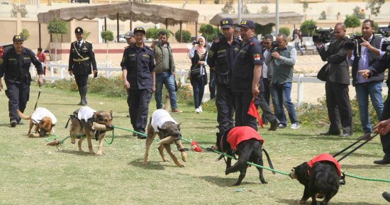 صور.. مباراة بشد الحبل للكلاب البوليسية فى يوم اليتيم.. والأبيض يخسر أمام الأحمر مرتين