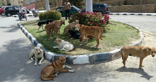 سكان الرحاب يشكون انتشار الكلاب الضالة بكثافة