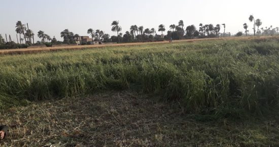صور.. "حمام وبط وفراخ ع الحشو دور".. انطلاق موسم حصاد الفريك بسوهاج.. وأشهر طواجنه باللحمة والسمك.. وسعره من 50 إلى 60 جنيها للعلبة.. أشهر القرى فى إنتاجه جزيرتى طما وشندويل وشندويل البلد