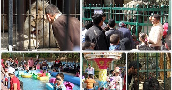 بيت السباع يجذب زوار حديقة الحيوان بشم النسيم.. والأطفال: "أنا الأسد أهو"