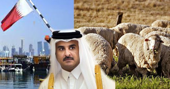 للخروج من أزمتها.. قطر تستأجر مراعى لتربية مواشيها فى إيران