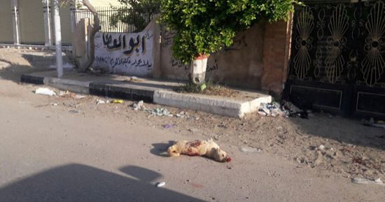 صور.. حملة للقضاء على الكلاب الضالة فى بلطيم