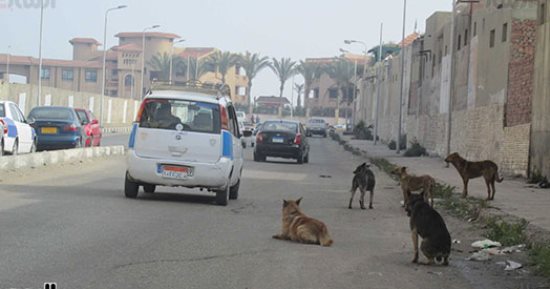 شكوى من انتشار الكلاب الضالة بمنطقة بنى محمد فى إمبابة