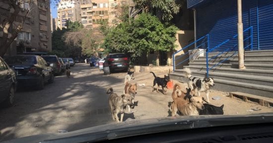سكان شارع الفلاح بالمهندسين يشتكون من انتشار الكلاب الضالة بكثافة