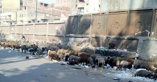 صور.. خراف تتغذى على قمامة ملقاه بجانب سور محطة مترو المرج