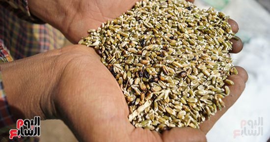 طرق إنتاج "الفريك البلدى" فى المحافظات