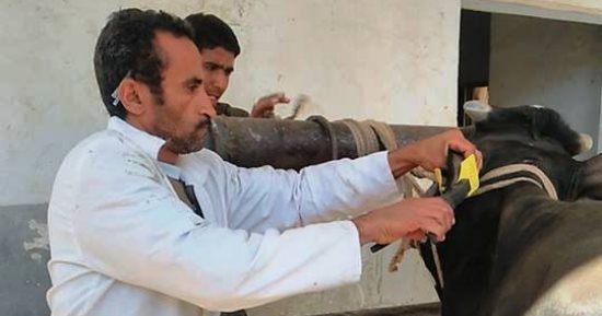 بيطرى المنوفية : تحصين 283 ألف و 128 رأس ماشية ضد الحمى القلاعية