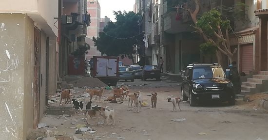 صور.. سكان منطقة الهويس فى السويس يشكون انتشار الكلاب الضالة