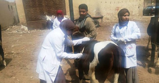 صور.. محافظ سوهاج : قافلة بيطرية بـ"أولاد إسماعيل" للكشف الطبى على 750 حالة من الحيوانات 