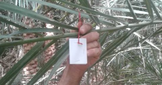 إطلاق طفيل التريكوجراما لمكافحة آفات النخيل بالوادى الجديد