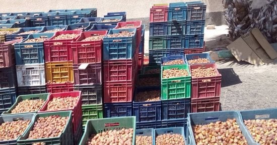 صور.. تمور الوادى الجديد تتصدر الأسواق المحلية بإنتاج 40 ألف طن 