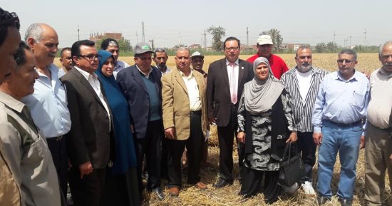 "وكيل زراعة دمياط": إنتاجية فدان "القمح" تصل إلى 3 أطنان بالمحافظة