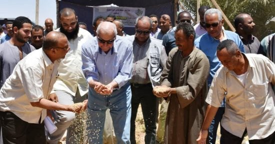 محافظ أسوان يطلق إشارة بدء موسم حصاد القمح 