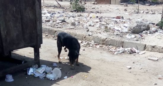 صور.. شكوى من انتشار الكلاب الضالة فى شارع حسام الدين بسيونى بمدينة نصر