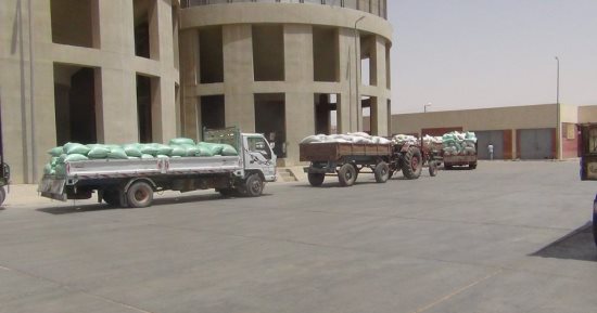 توريد 101 ألف طن قمح لشون وصوامع محافظة البحيرة