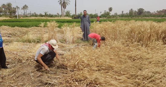 استلام الدفعة الأولى من الأقماح بالوادى الجديد وصرف 50 ألف جوال للمزارعين