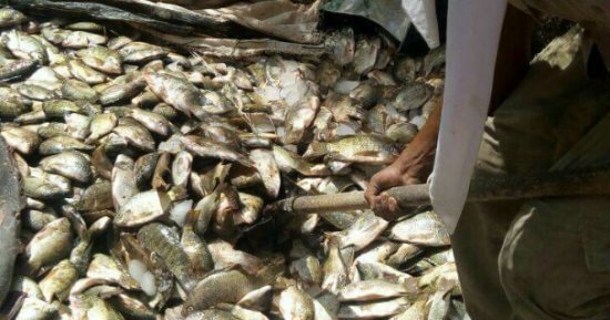 ضبط 16 صيادا و2 طن و700 كيلو من الأسماك المهربة ببحيرة ناصر