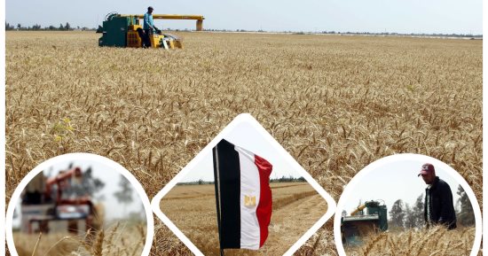 ارتفاع المساحات المنزرعة بالقمح والفول البلدى لـ3 ملايين و104 آلاف فدان