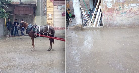 صور.. الطقس السىء يضرب المحافظات.. أمطار غزيرة تغرق الشوارع وتعيق حركة المرور.. وانقطاع الكهرباء بالقرى والمدن.. والمحافظون يشكلون غرف عمليات ويعلنون الطوارئ.. وتساقط الثلوج بالعين السخنة والمرور يغلق الطريق