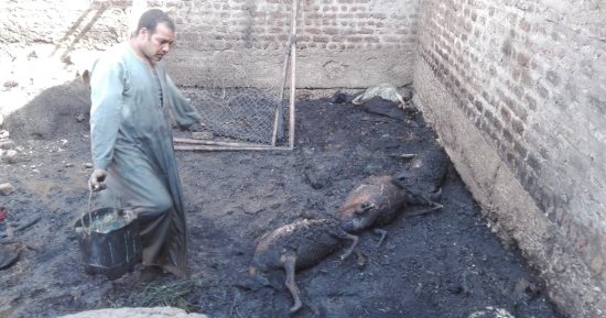 صور.. نشوب حريق بمنزل وحوش مواشى دون وقوع إصابات بقنا