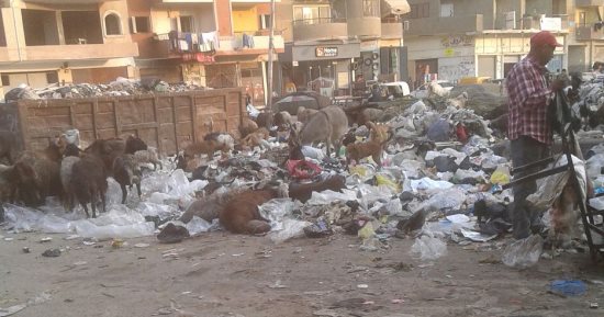 قمامة وأغنام تغلق شارع التروللى بالمطرية
