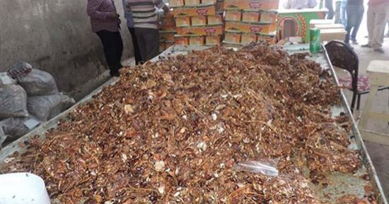 ضبط كميات من الحنة والتمر الهندى غير صالحة للاستهلاك الآدمى فى الجيزة