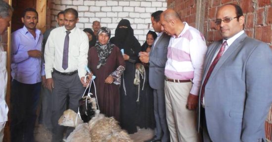 صور.. توزيع 60 رأس غنم على 30 أسرة بمدينة جهينة بسوهاج