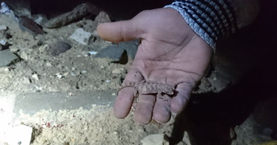 البيئة: مسح المناطق المحيطة بمحمية الغابة المتحجرة لاحتمالية انجراف كائنات برية