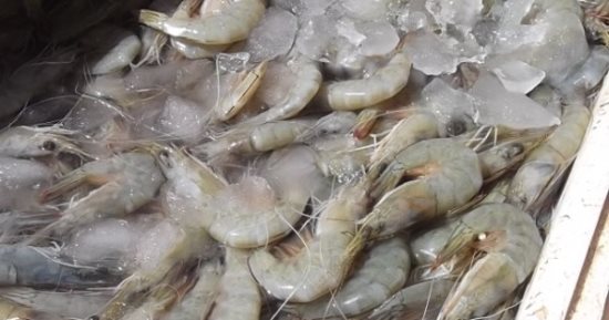 سقوط صاحب ثلاجة بحوزته 3 أطنان جمبرى فاسد فى القاهرة