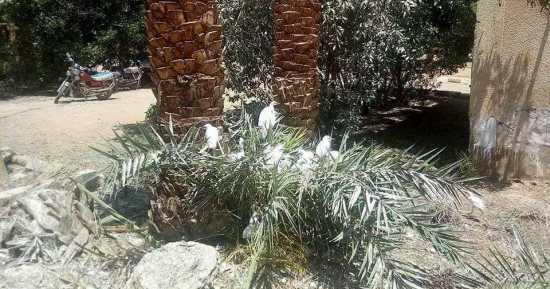 فيديو وصور.. أبو قردان يحتل شوارع مدينة موط بالداخلة وحملة مكبرة لطرده