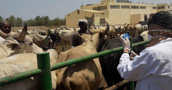 الطب البيطرى بالبحر الأحمر : تحصين 9 ألاف رأس ماشية و26 ألف جمل من الحمى القلاعية 