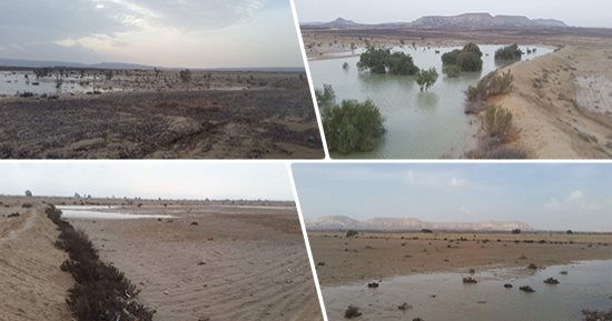 فيديو وصور.. "ثمار الخير بعد السيل".. مطر الربيع بسيناء يبشر بموسم زراعى واعد للبطيخ  والذرة والنباتات العطرية والطبية.. 20 ألف فدان جاهزة للزراعة فى مركزى الحسنة ونخل.. والأمطار سدت حاجة الأهالى من مياه الشرب