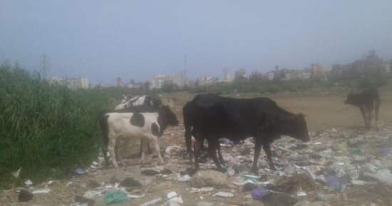 صور.. مواشى ترعى على القمامة بدمياط.. و"الطب البيطرى" يحذر من تناول لحومها