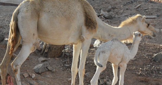 السعودية: الحيوانات تسببت فى 355 حادثة مرورية ووفاة 44 شخصا