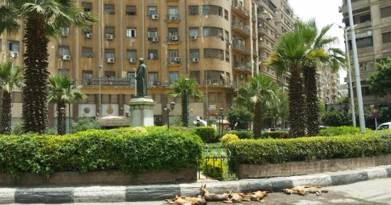 قارئ يشكو من قتل 7 كلاب وإلقائهم بميدان لاظوغلى فى وسط البلد