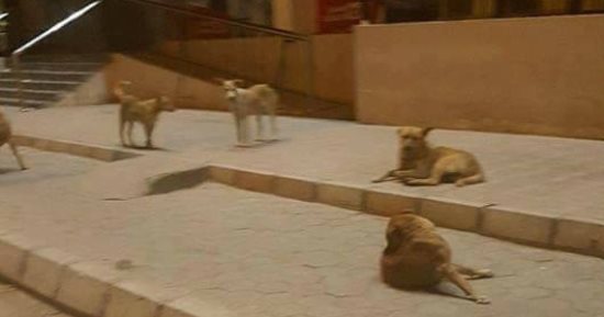 الكلاب الضالة تزعج سكان شارع رايل فى حلوان ومطالب بحل المشكلة