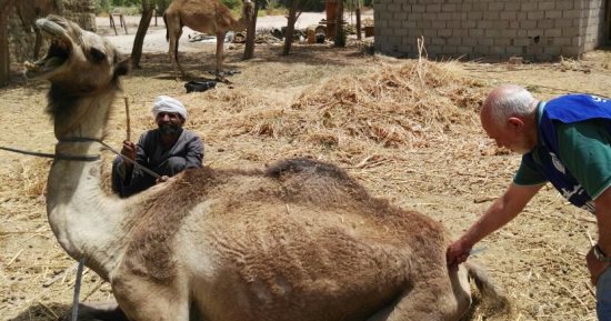 صور .. "الزراعة" تواصل فعاليات الحملة القومية للقوافل البيطرية بالمحافظات