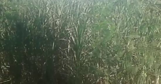 تعرف على أهم التوصيات الفنية لمحصول القصب