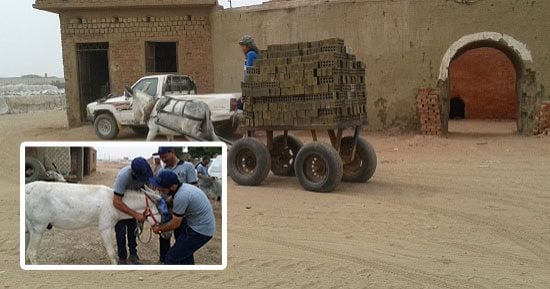 الحمار المصرى المظلوم.. ناشطون بيئيون يحتفلون بيومه العالمى.. ويحذرون: مافيا التجارة غير الشرعية فى جلود الحمير تنذر بكارثة.. الأعداد تقل بشكل ملحوظ.. ورئيس اتحاد الفلاحين: البدائل الحديثة همشت دوره رغم أهميته