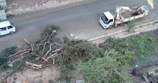 صور.. مذبحة أشجار فى شارع المريوطية فيصل وقارئ يناشد محافظ الجيزة