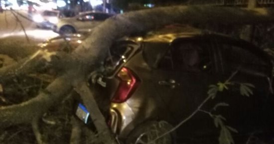 سقوط شجرة وعمود كهرباء على شريط السكة الحديد بالدقهلية بسبب سوء الطقس