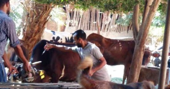 صور.. ذعر بين فلاحى بنى سويف بعد ظهور الجلد العقدى وإغلاق 4 أسواق ماشية