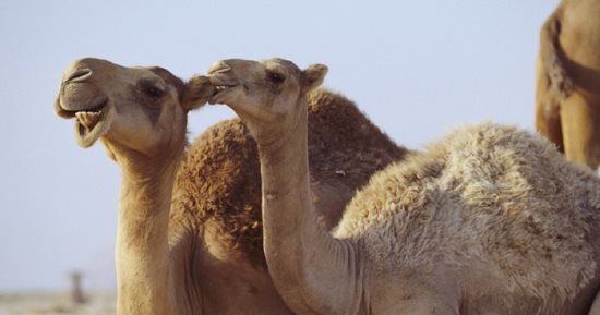 اكتشاف مرض "بريون" شبيه بجنون البقر ويصيب الإبل فى الجزائر
