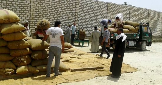 محافظ سوهاج: توريد 82342 طن قمح للشون والصوامع بالمحافظة